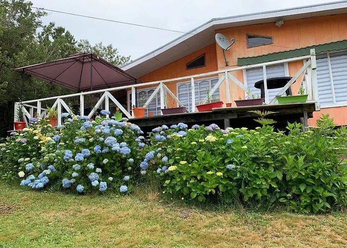 Hortensias De Panitao